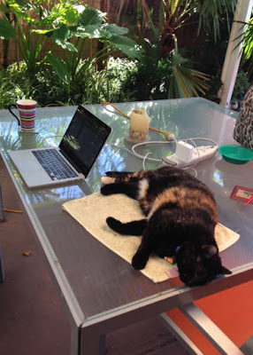 Large black and tortishell cat sprawled out on a glass outdoor table next to a laptop computer