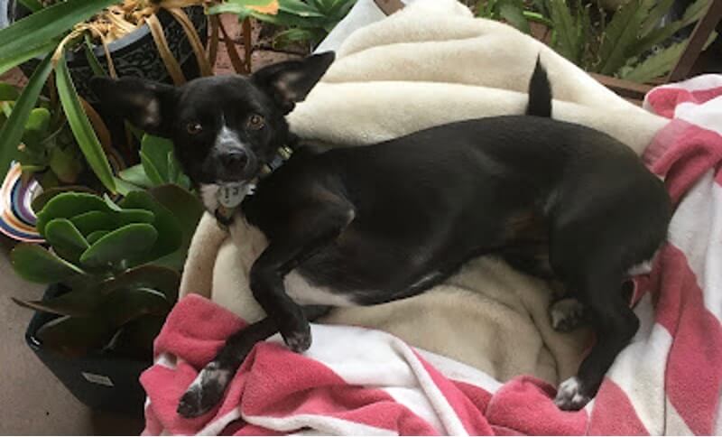 Nikita, a small black and white chihuahua cross shih tzu is lying on a some bedding on an outdoor seat